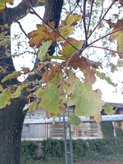 Quercus robur