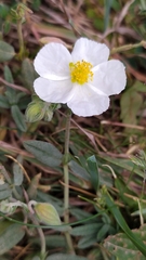 Helianthemum apenninum
