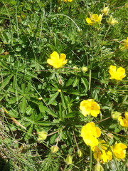 Potentilla sphenophylla