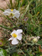 Helianthemum apenninum