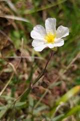 Helianthemum apenninum