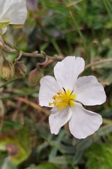 Helianthemum apenninum