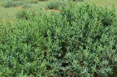 Caragana microphylla