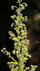 Laggera