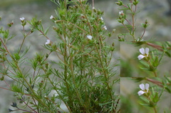 Chamaerhodos erecta erecta