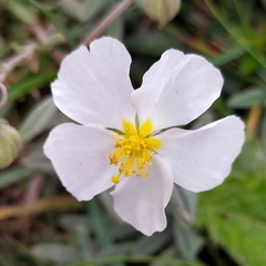 Helianthemum apenninum
