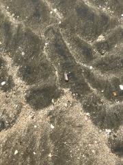 Leptuca stenodactylus