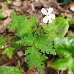 Geranium robertianum