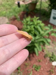 Pyrrharctia isabella