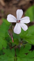 Geranium robertianum