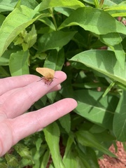 Pyrrharctia isabella