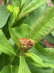 Pyrrharctia isabella