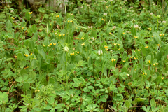 Coronilla scorpioides