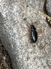 Nebria eschscholtzii