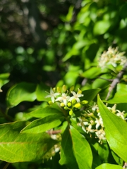 Cornus glabrata