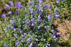 Dracocephalum foetidum