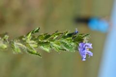 Dracocephalum foetidum