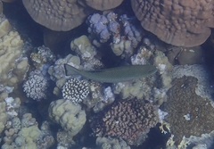 Plectropomus areolatus