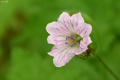 Geranium versicolor
