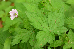 Geranium versicolor