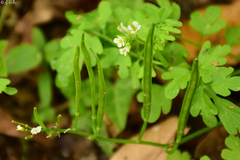 Cardamine graeca