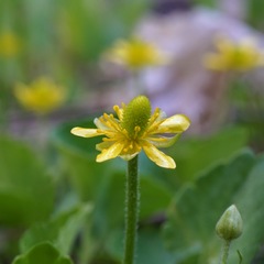 Ranunculus hydrocharoides