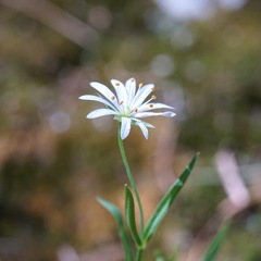 Stellaria porsildii