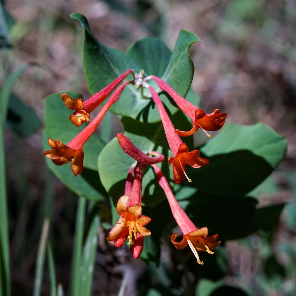 Arizona honeysuckle from Grant County, NM, USA on May 31, 2022 at 0833
