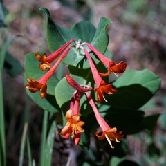 Lonicera arizonica