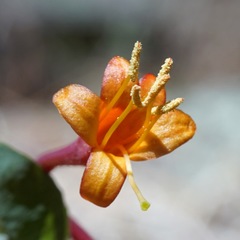 Lonicera arizonica