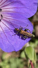 Oedemera nobilis