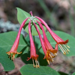 Lonicera arizonica