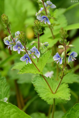 Veronica chamaedrys chamaedryoides
