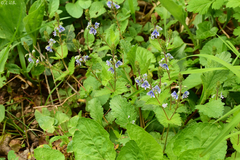 Veronica chamaedrys chamaedryoides