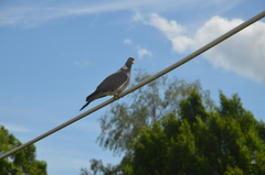 Columba palumbus