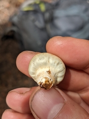 Pholiota nubigena
