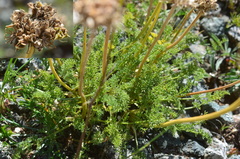 Ferulopsis hystrix
