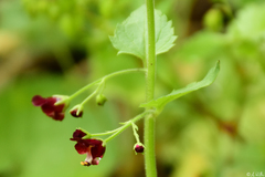 Scrophularia peregrina