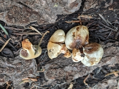 Pholiota nubigena