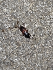 Gynandromorphus etruscus