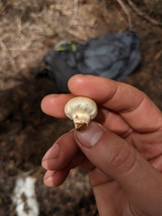 Pholiota nubigena