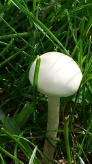 Amanita verna