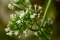 Valeriana italica