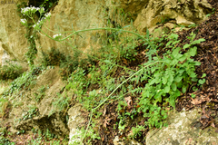 Valeriana italica
