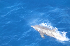 Steno bredanensis