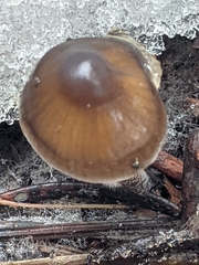 Mycena nivicola