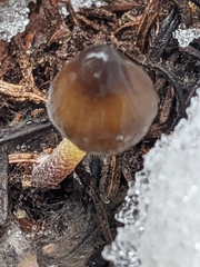 Mycena nivicola