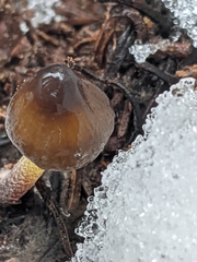 Mycena nivicola
