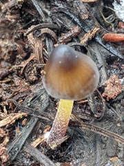 Mycena nivicola