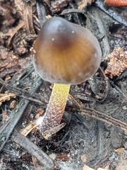 Mycena nivicola